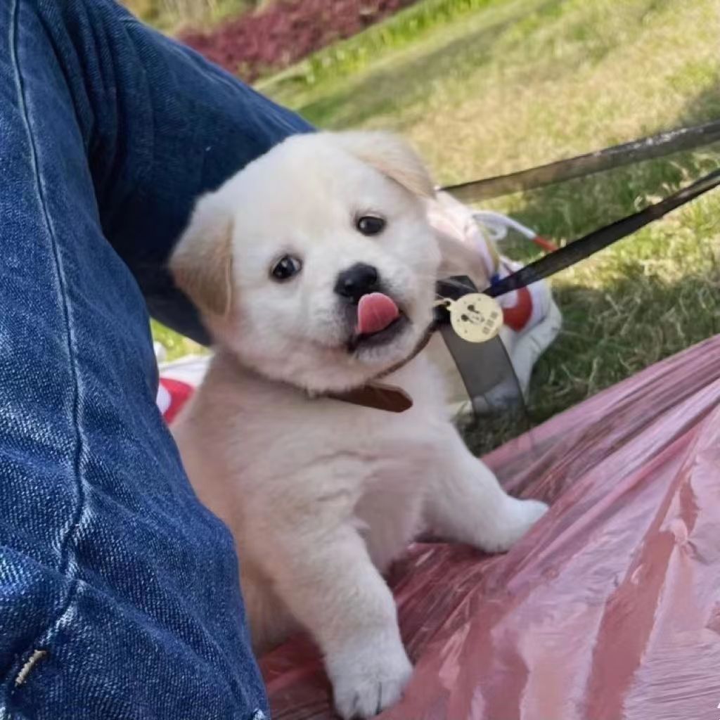 中华田园犬家养温顺混血犬串串狗狗小白狗幼崽看家土狗苗活体