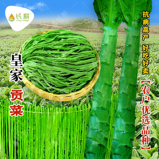 皇家贡菜种子宫廷山蛰菜种籽苗耐热抗寒苔干菜响菜莴笋莴苣蔬菜孑