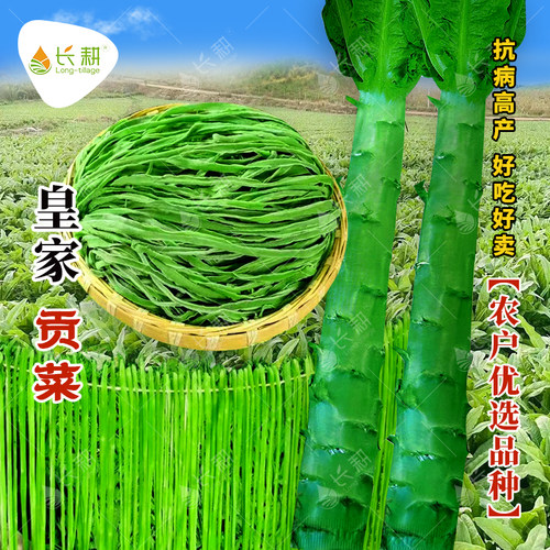 皇家贡菜种子宫廷山蛰菜种籽苗耐热抗寒苔干菜响菜莴笋莴苣蔬菜孑