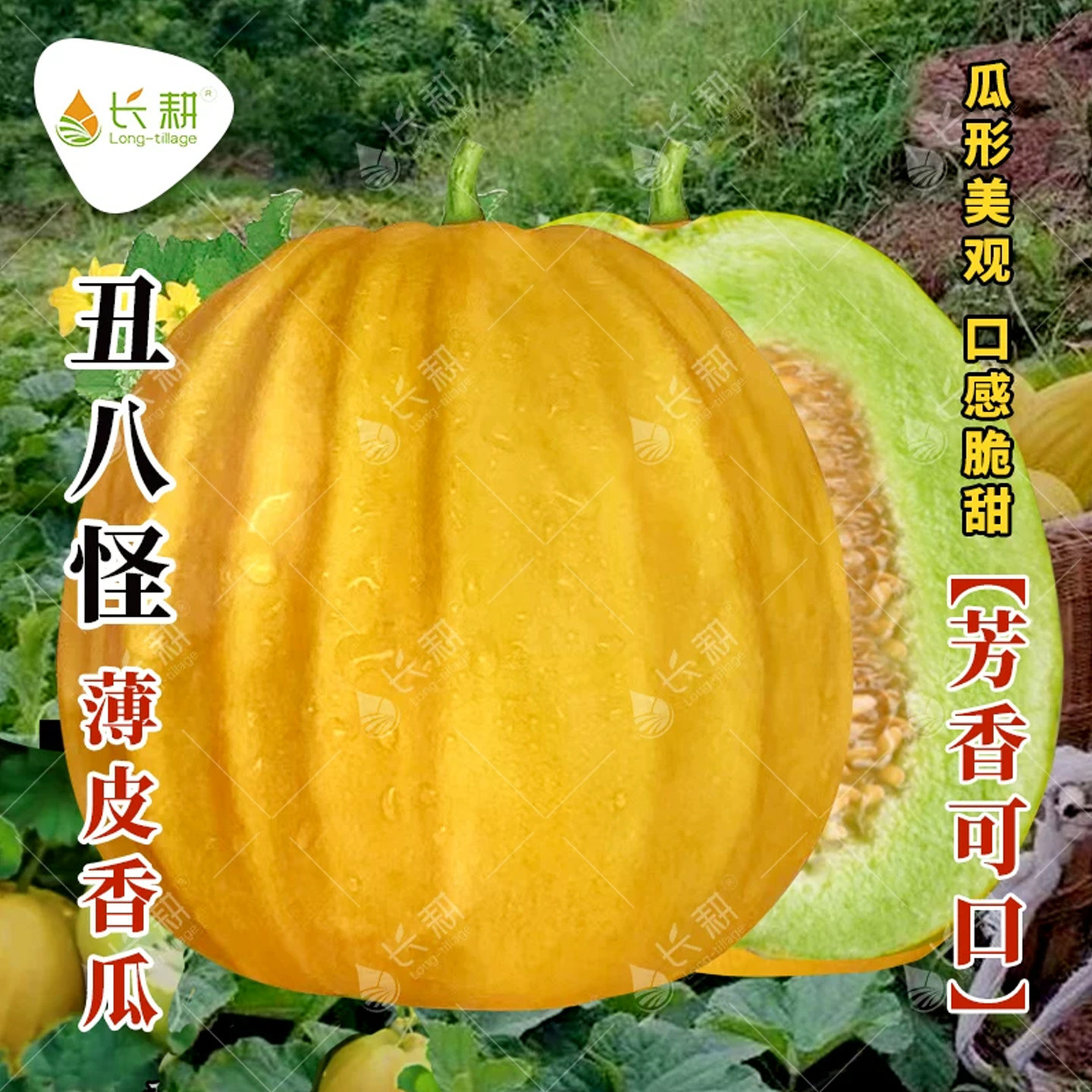 丑八怪薄皮香瓜种子春夏四季甜瓜种孑黄金瓜八方瓜水果蔬菜籽大全