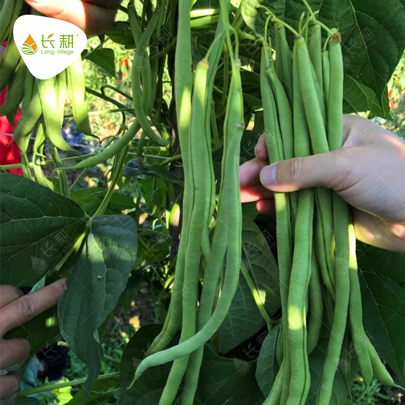 无筋豆种孑四季豆种籽高产架豆