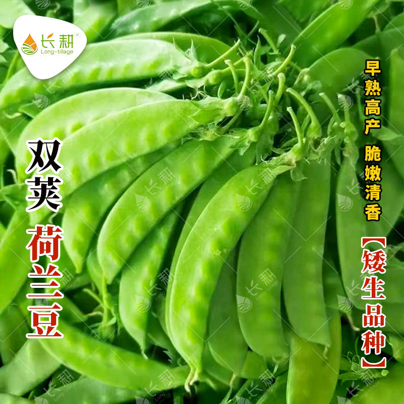矮生双荚荷兰豆种子春秋青豆豌豆种籽秋四季阳台盆栽蔬菜种孑大全