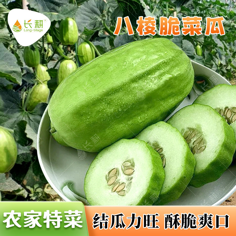 八棱脆瓜种子高产农家菜瓜种籽春秋四季棱角丝瓜烧瓜水果蔬菜种孑