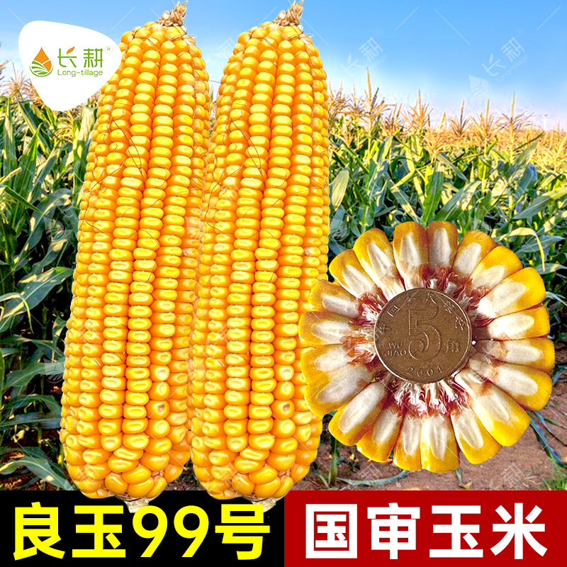 登海良玉99大田玉米种子高产国审饲料玉米种籽春秋季抗病抗旱红轴