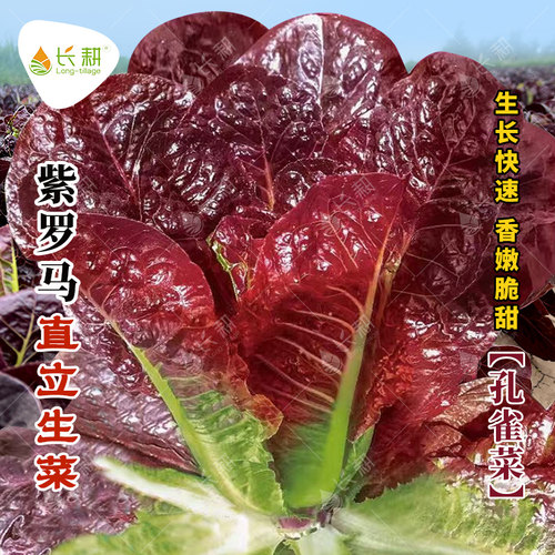 直立紫罗马生菜种子紫孔雀生菜种籽春四季阳台盆栽蔬菜意大利种孑