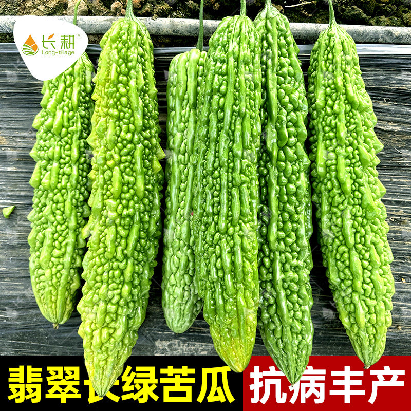 翡翠长绿苦瓜种子高产凉瓜蔬菜种籽春秋四季阳台寿光菜博会蔬菜孑