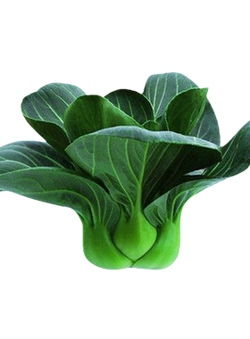 黑叶矮脚苏州青种籽上海青菜种子苗大全油菜春夏秋四季蔬菜孑软糯