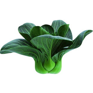 黑叶矮脚苏州青种籽上海青菜种子苗大全油菜春夏秋四季蔬菜孑软糯