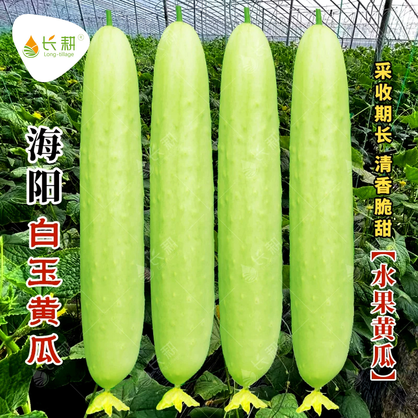 海阳白玉水果黄瓜种子春秋甜脆黄瓜种籽四季阳台盆栽旱黄瓜种孑苗图片