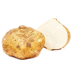 早熟牧马山地瓜种子水果凉薯种籽春秋四季早熟香甜脆土瓜沙葛种孑