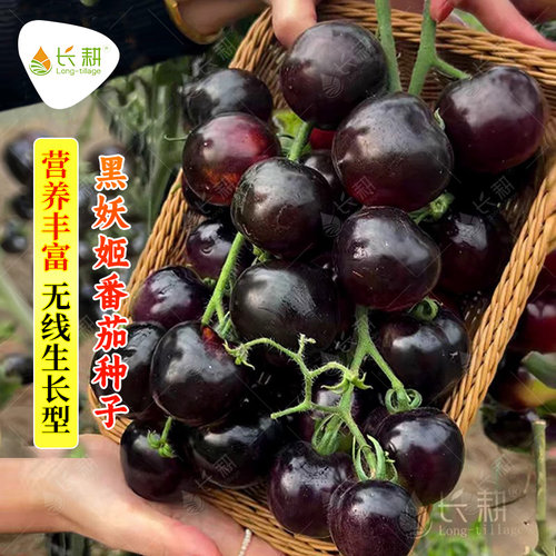 妖姬樱桃番茄种子超甜四季