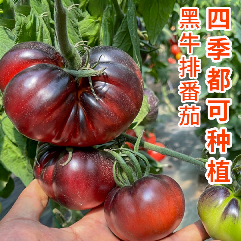 俄罗斯黑牛排番茄种子田园阳台