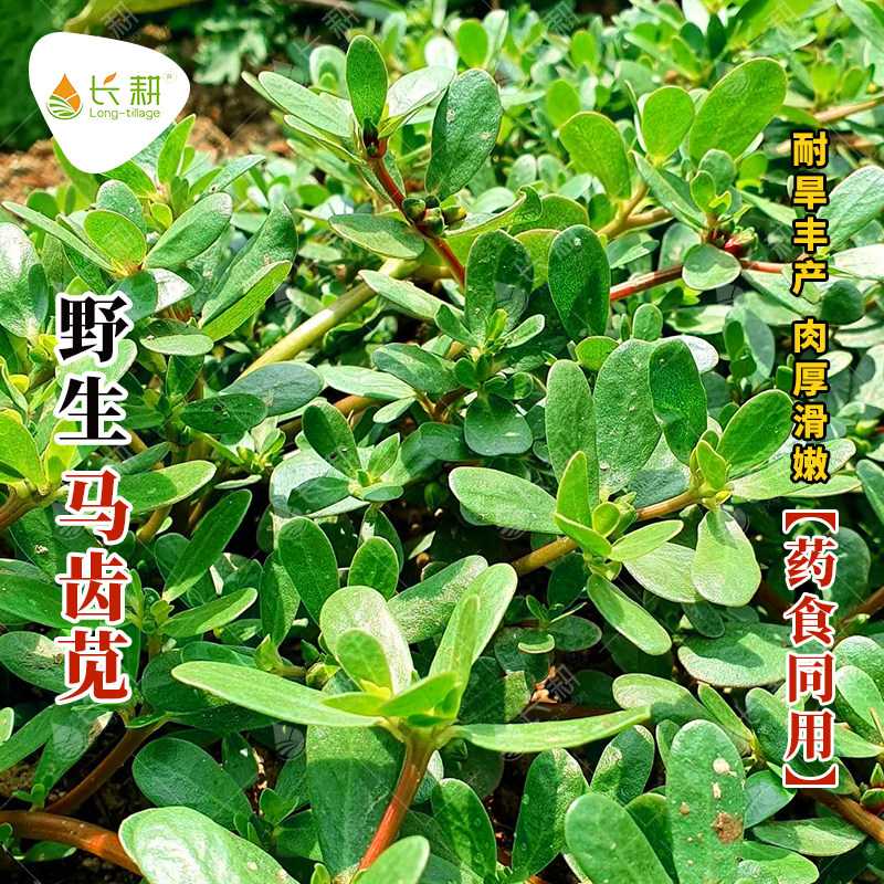大叶马齿苋种子农家长寿菜蚂蚱菜春夏秋冬四季野菜种籽蔬菜孑大全