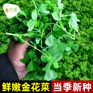 上海农家金花菜种籽大叶黄花草头种子春秋四季菜用南苜蓿四叶草孑