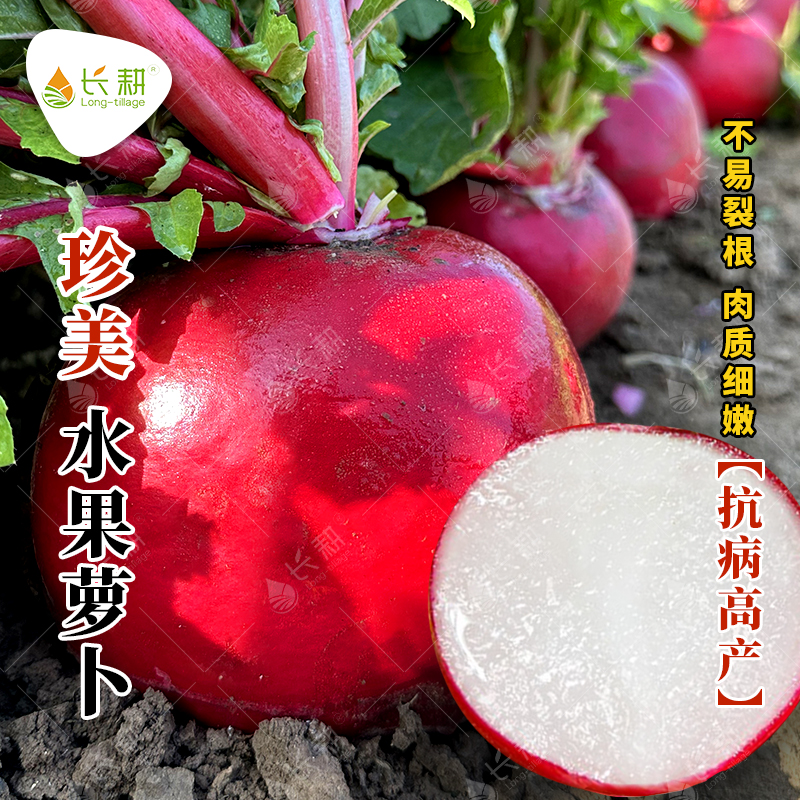 红皮白肉萝卜种子珍美圆萝卜