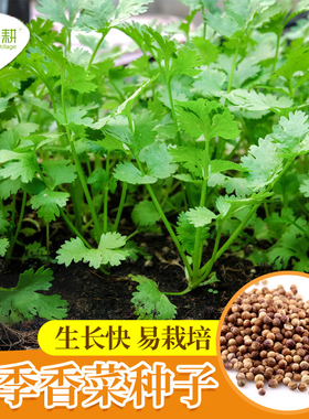 春播耐热香菜籽种大全大叶芫荽种子农家盆栽四季蔬菜种抗热小叶孑