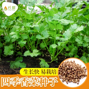 香菜籽种大全大叶芫荽种子农家盆栽阳台蔬菜种秋冬季 小叶菜孑 四季