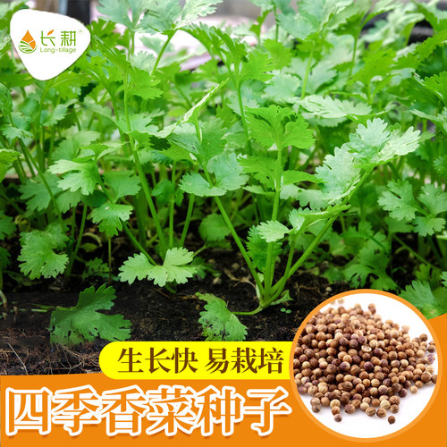 四季香菜籽农家芫荽种子
