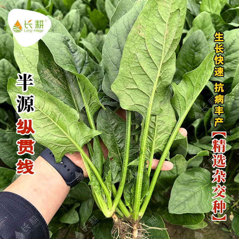 长耕半源纵贯线菠菜种子耐寒菠菜种籽大全春秋四季阳台盆栽蔬菜孑