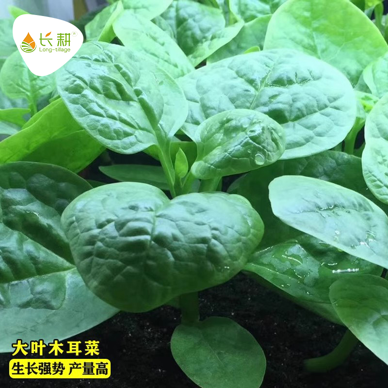 大叶木耳菜种子苗耐高温四季蔬菜