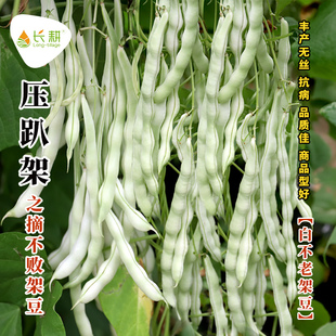 白不老豆角种籽大全九粒白豆角种子高产春秋四季豆种孑蔬菜籽种
