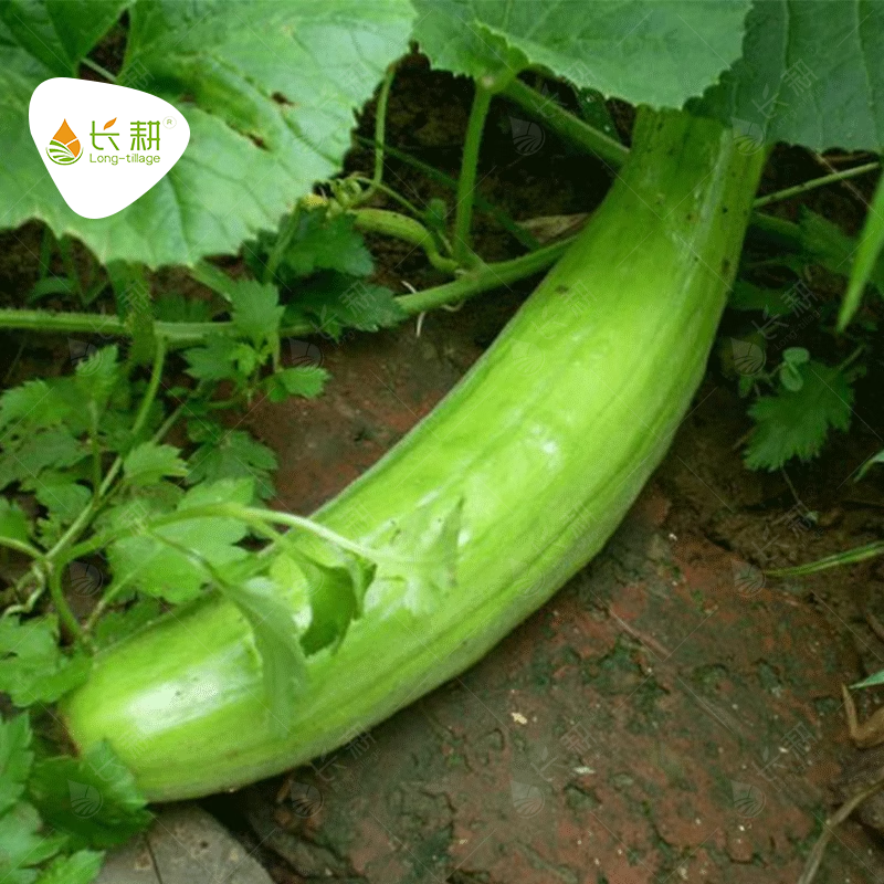 长耕青龙菜瓜种子脆瓜梢瓜种籽甜脆多汁生食凉拌腌制四季蔬菜种孑