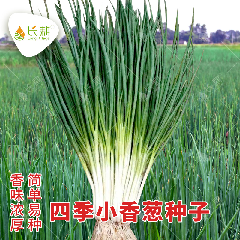 山东四季小香葱种子火葱头