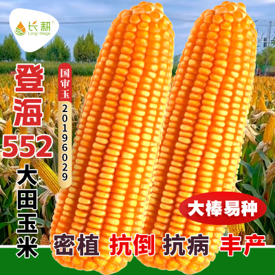 大田玉米种子登海552高产