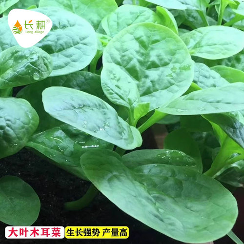 大叶木耳菜种子苗四季播蔬菜