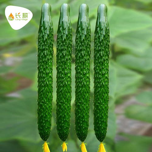绿芯黄瓜种子苗高产耐热四季盆栽