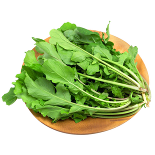 东北大叶臭菜种子高产春秋四季大叶芝麻菜种籽青蔬菜特菜大田种孑