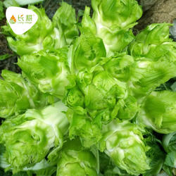 四川临江儿菜种子娃娃菜抱子芥菜种籽苗春秋四季饺子菜蔬菜种孑