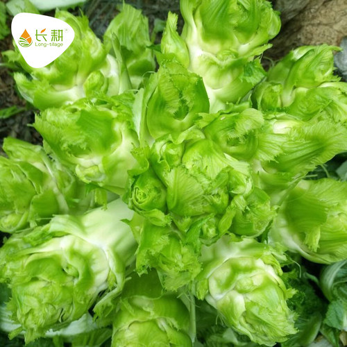 四川临江儿菜种子娃娃秋季