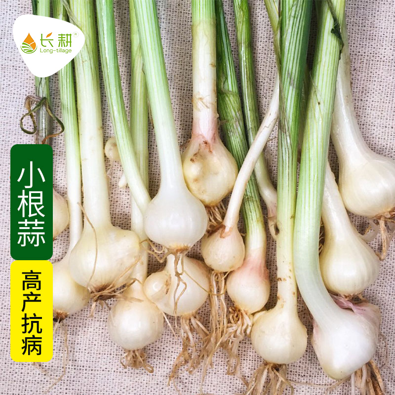蔬菜小根蒜野葱春四季阳台种子