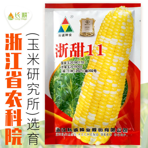 双色水果玉米种子超甜高产四季博