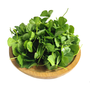 鲜嫩大叶黄花草头种子多次采上海农家金花菜种孑苗阳台盆栽蔬菜籽