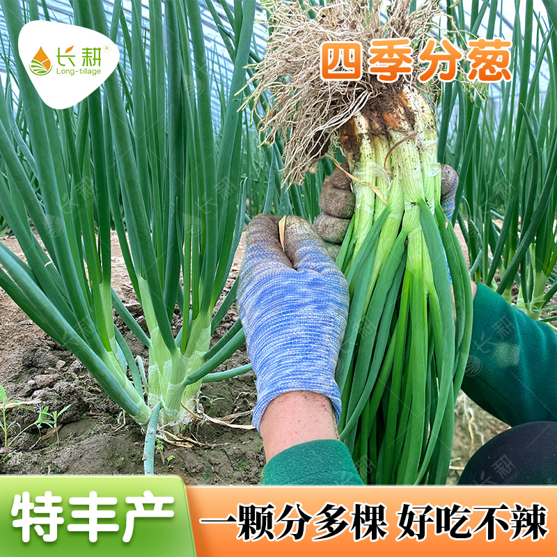 四季分葱种子小香葱种籽葱头种阳台盆栽春秋葱农家种植蔬菜种籽孑