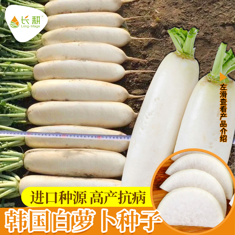 韩国白萝卜种子水果鲜嫩多汁四季
