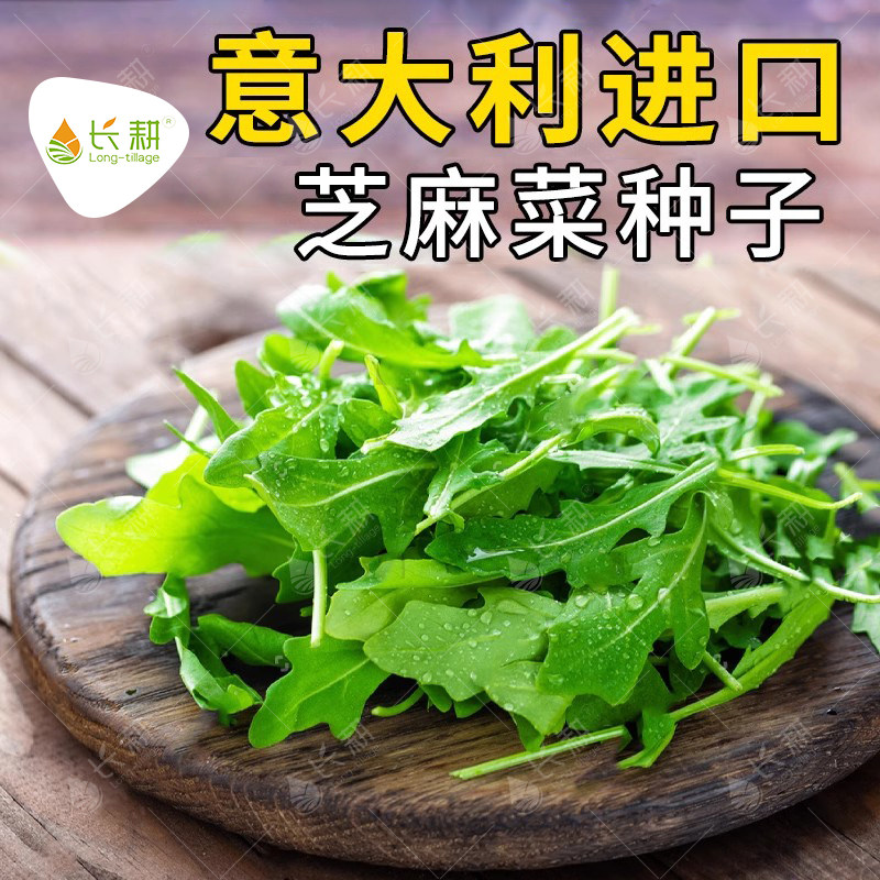 意大利芝麻菜种子青菜种籽多次摘春秋四季播盆栽阳台火箭生菜种孑,鲜花速递/花卉仿真/绿植园艺,家庭园艺种子,淘宝优惠券,粉丝福利购,淘宝优惠卷