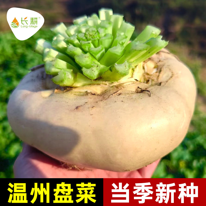 温州盘菜种子蔓菁种籽台州盘菜头春秋冬四季芜青芥菜菜籽蔬菜种孑