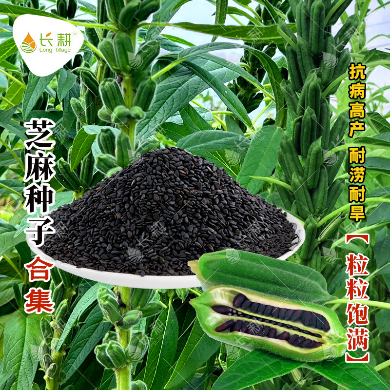 高产黑芝麻种子四季盆栽图片