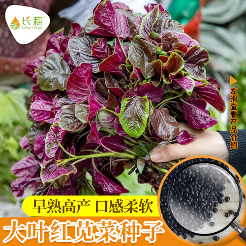 红苋菜种子圆叶汉菜四季播蔬菜