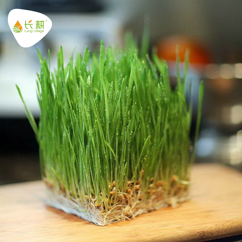山东速生小麦苗种子四季