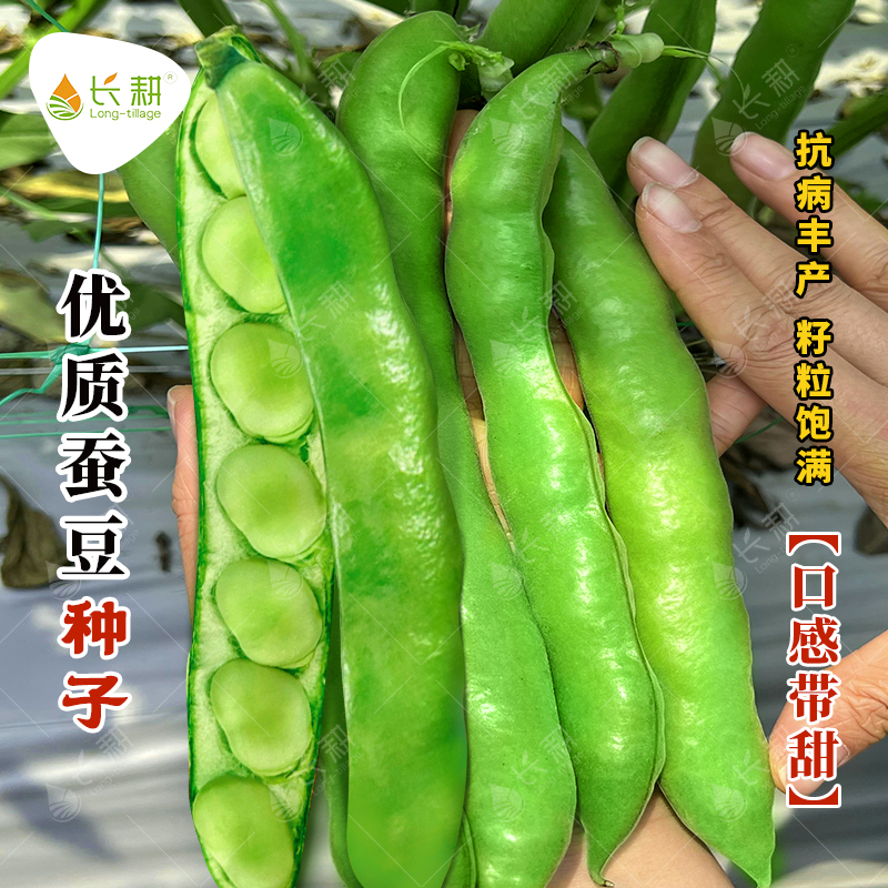 蚕豆种子日本白皮蚕豆种籽春秋四季青皮罗汉豆胡豆春蚕豆蔬菜种孑
