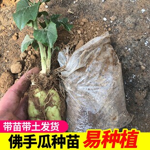 佛手瓜种瓜苗带土种子种籽带芽扶手瓜四季苗秧龙须菜孑秧苗菜新鲜