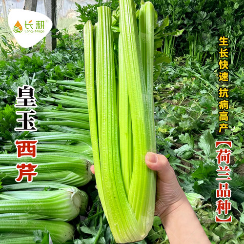 荷兰西芹种子高产西芹种籽春秋季四季阳台盆栽香芹菜大田蔬菜种孑