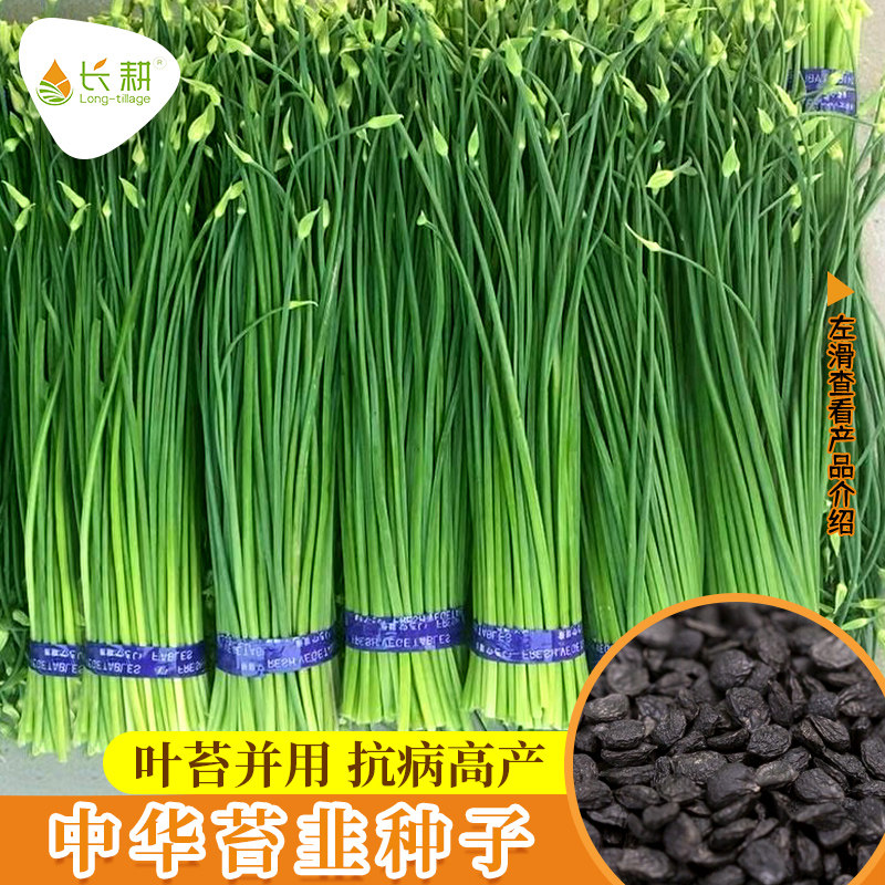 中华苔韭种籽韭苔种子韭菜蔬菜籽种大全春秋四季阳台盆栽蔬菜种孑