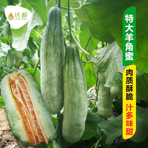 超甜羊角蜜甜瓜种子大果高产抗病