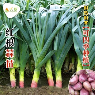 大蒜种子红根蒜苗种孑农家红皮蒜头蒜薹四季阳台盆栽紫皮大蒜种籽