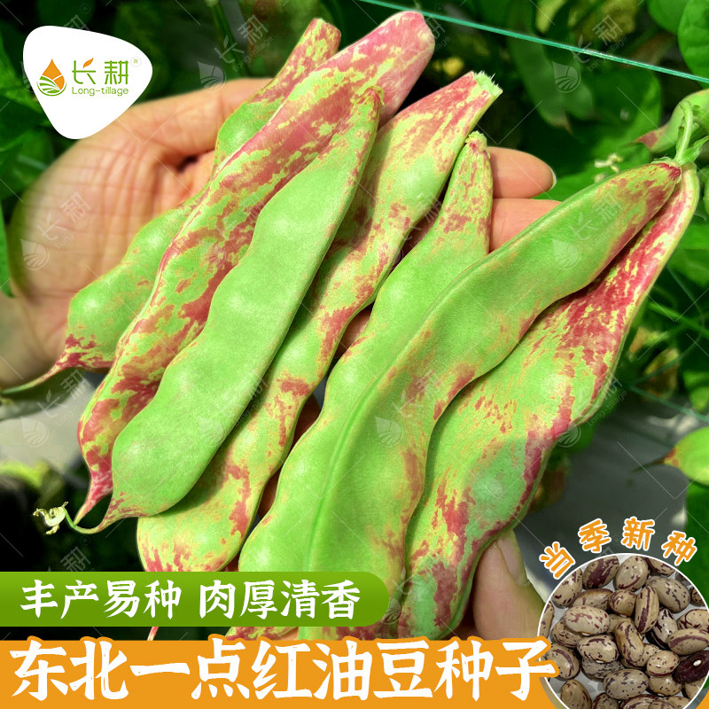 东北一点红油豆种子黑龙江豆角图片